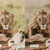Safari Lightroom Presets + Video Filters Bundle - Image 7