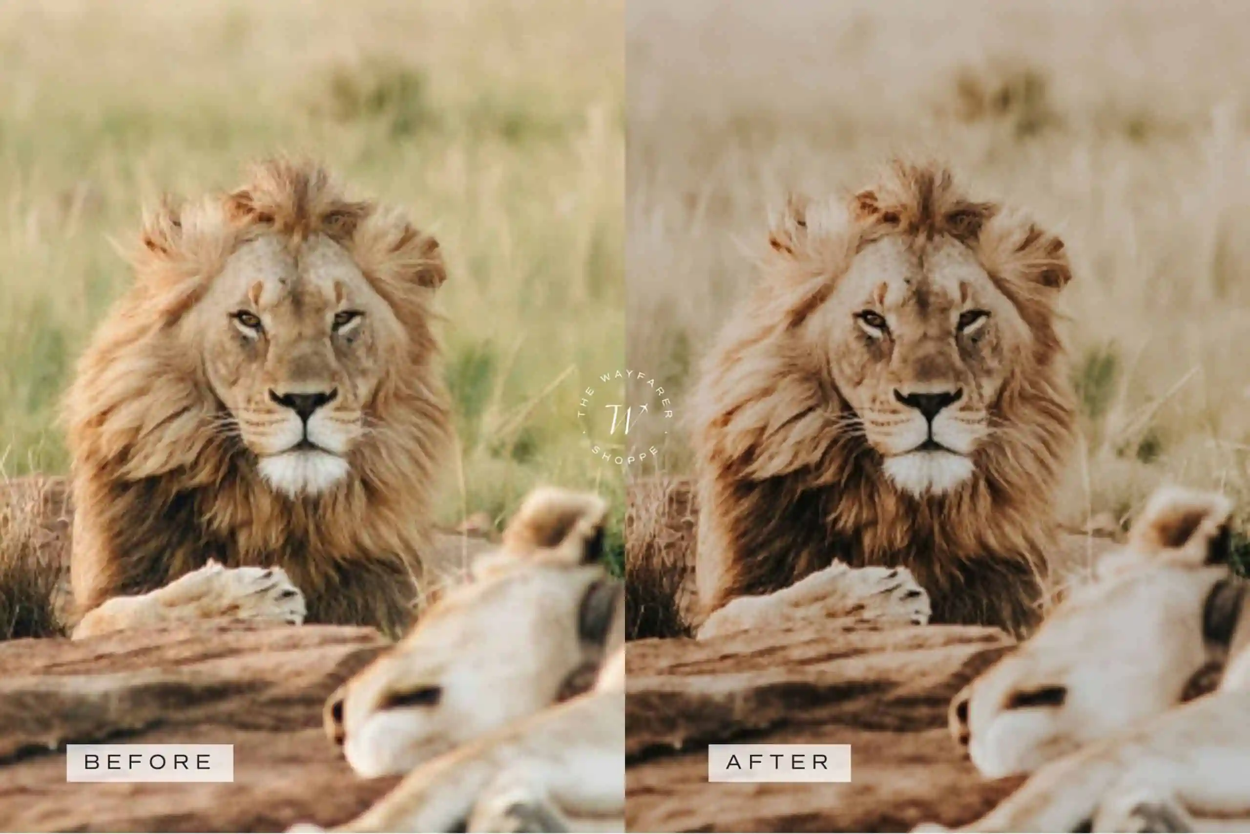 5 Safari Lightroom Presets | Mobile + Desktop 6 5 Safari Lightroom Presets | Mobile + Desktop - Image 6