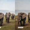 Safari Lightroom Presets + Video Filters Bundle - Image 8