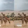 Safari Lightroom Presets + Video Filters Bundle - Image 9