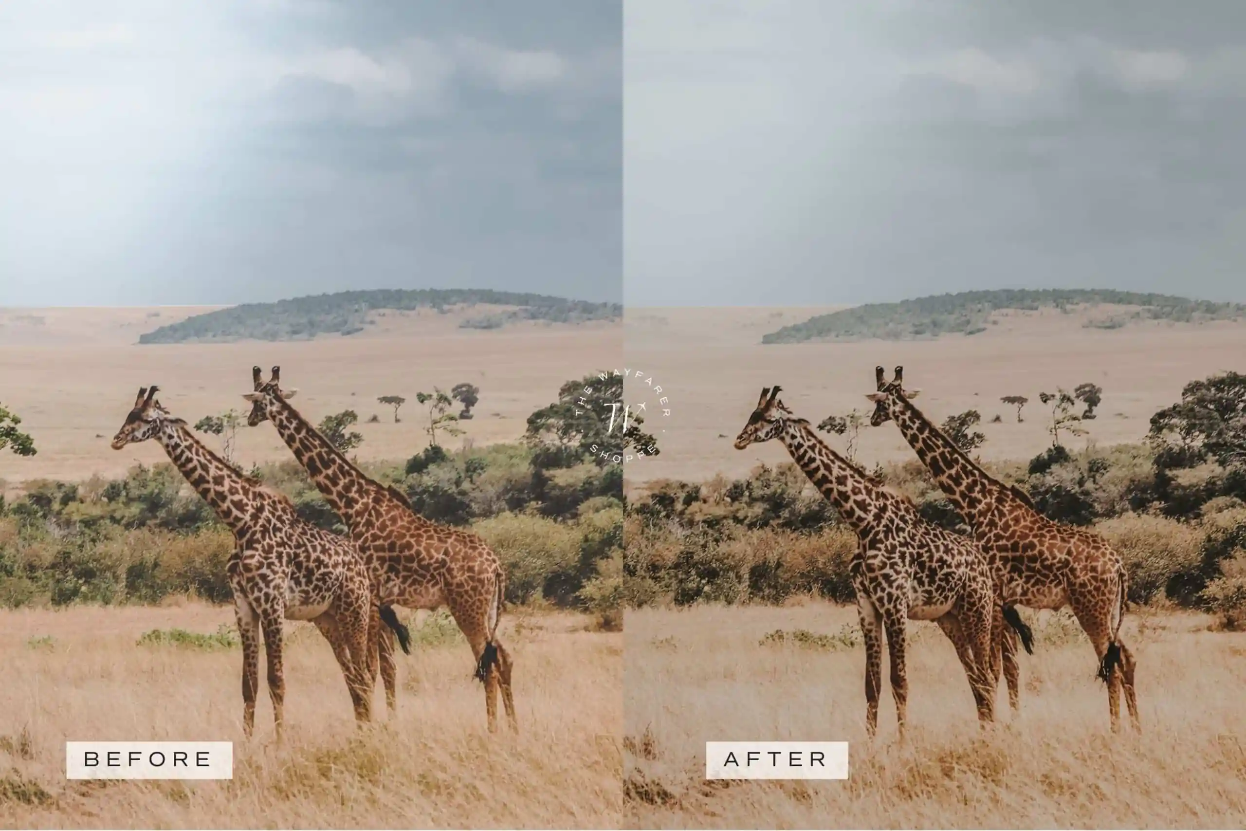 5 Safari Lightroom Presets | Mobile + Desktop 8 5 Safari Lightroom Presets | Mobile + Desktop - Image 8