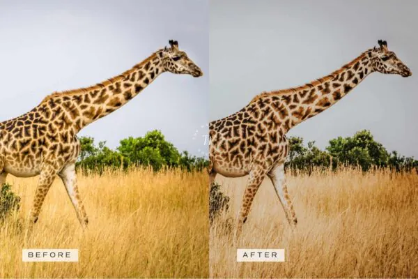 5 Safari Mobile Video Filters - Image 11