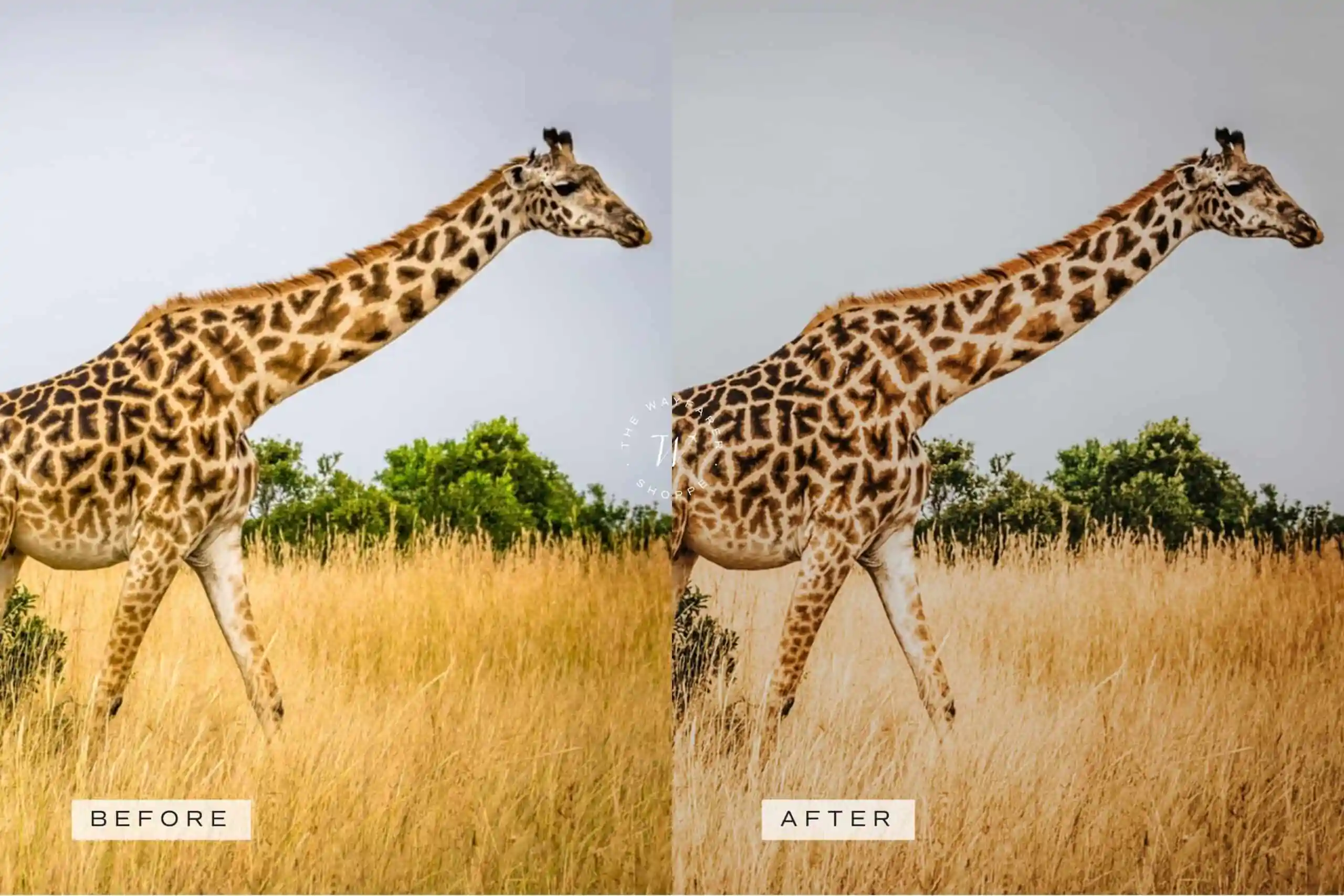 5 Safari Lightroom Presets | Mobile + Desktop 10 5 Safari Lightroom Presets | Mobile + Desktop - Image 10