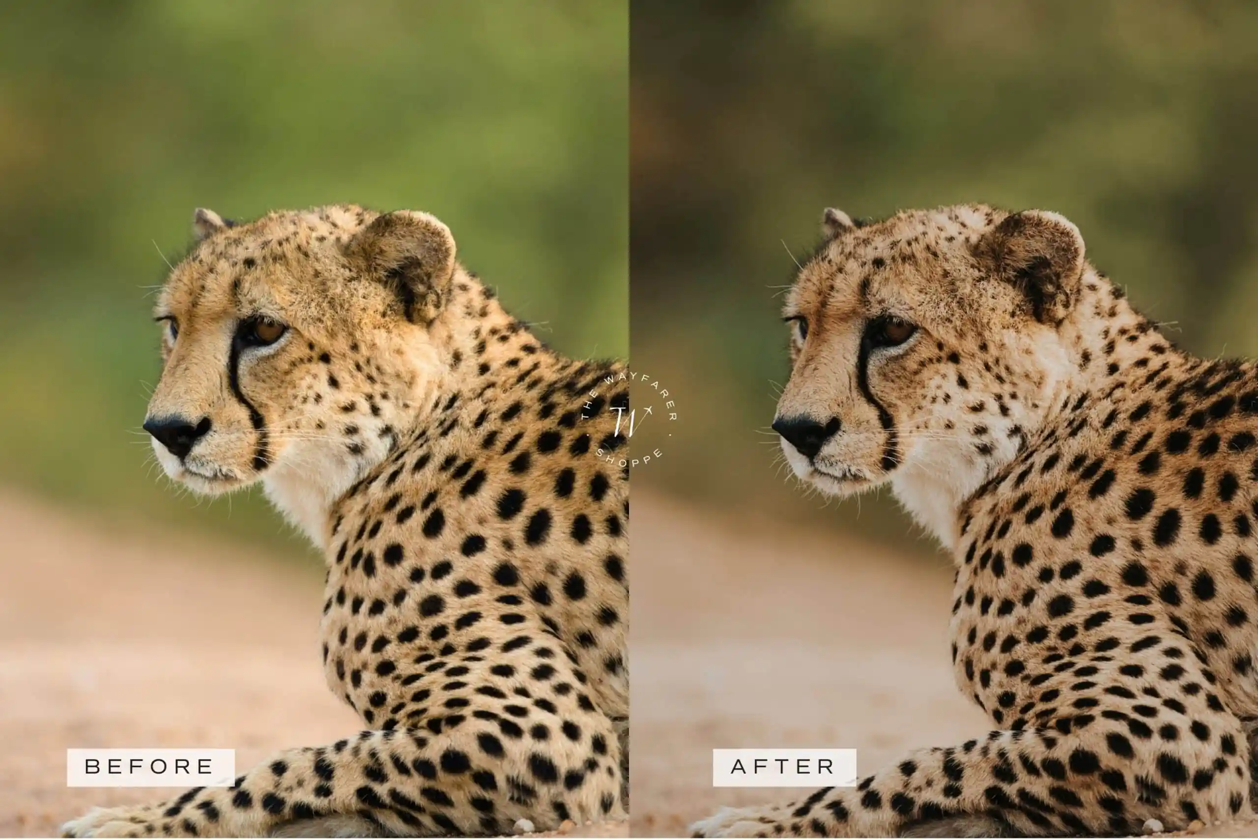 5 Safari Lightroom Presets | Mobile + Desktop 11 5 Safari Lightroom Presets | Mobile + Desktop - Image 11