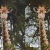 Safari Lightroom Presets + Video Filters Bundle - Image 13