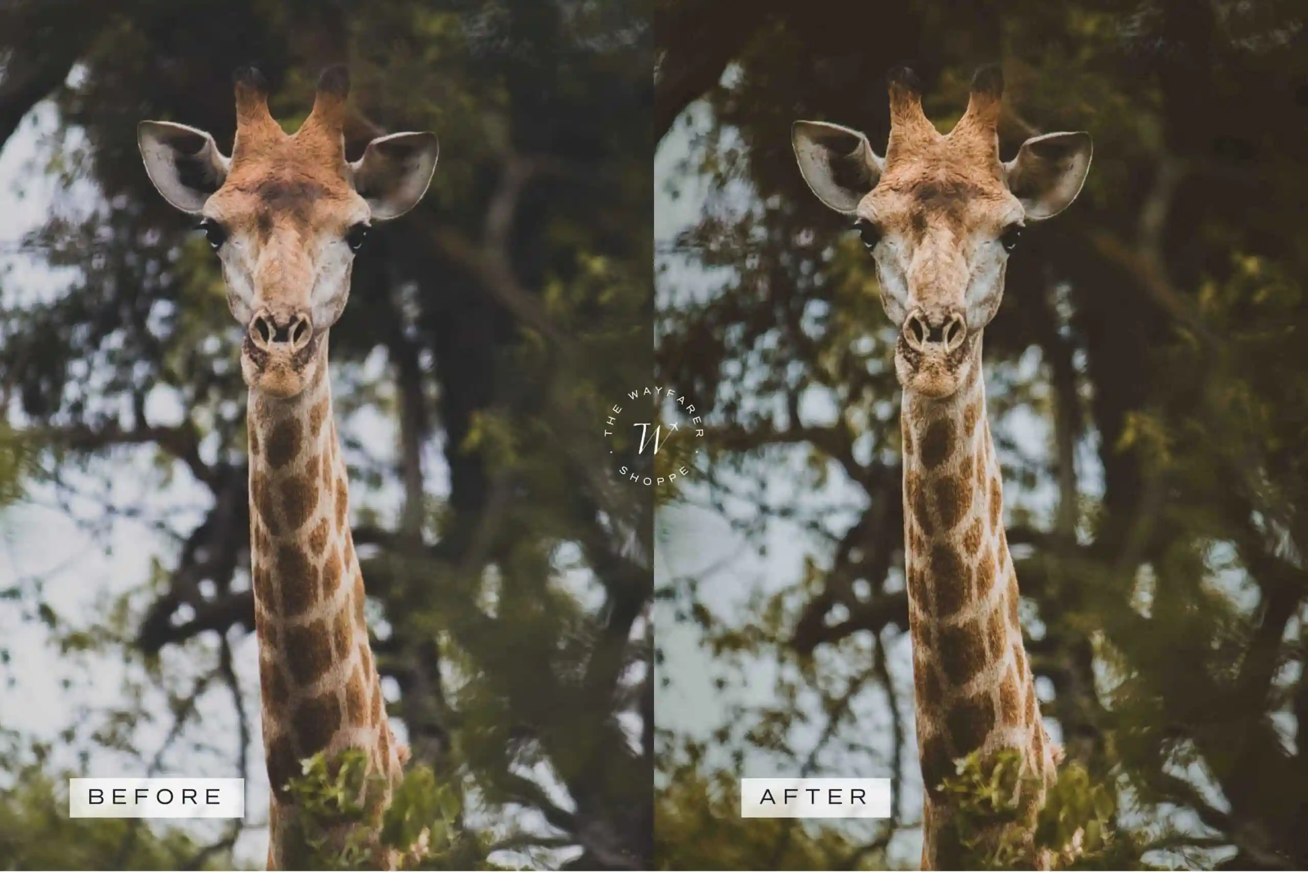 5 Safari Lightroom Presets | Mobile + Desktop 12 5 Safari Lightroom Presets | Mobile + Desktop - Image 12