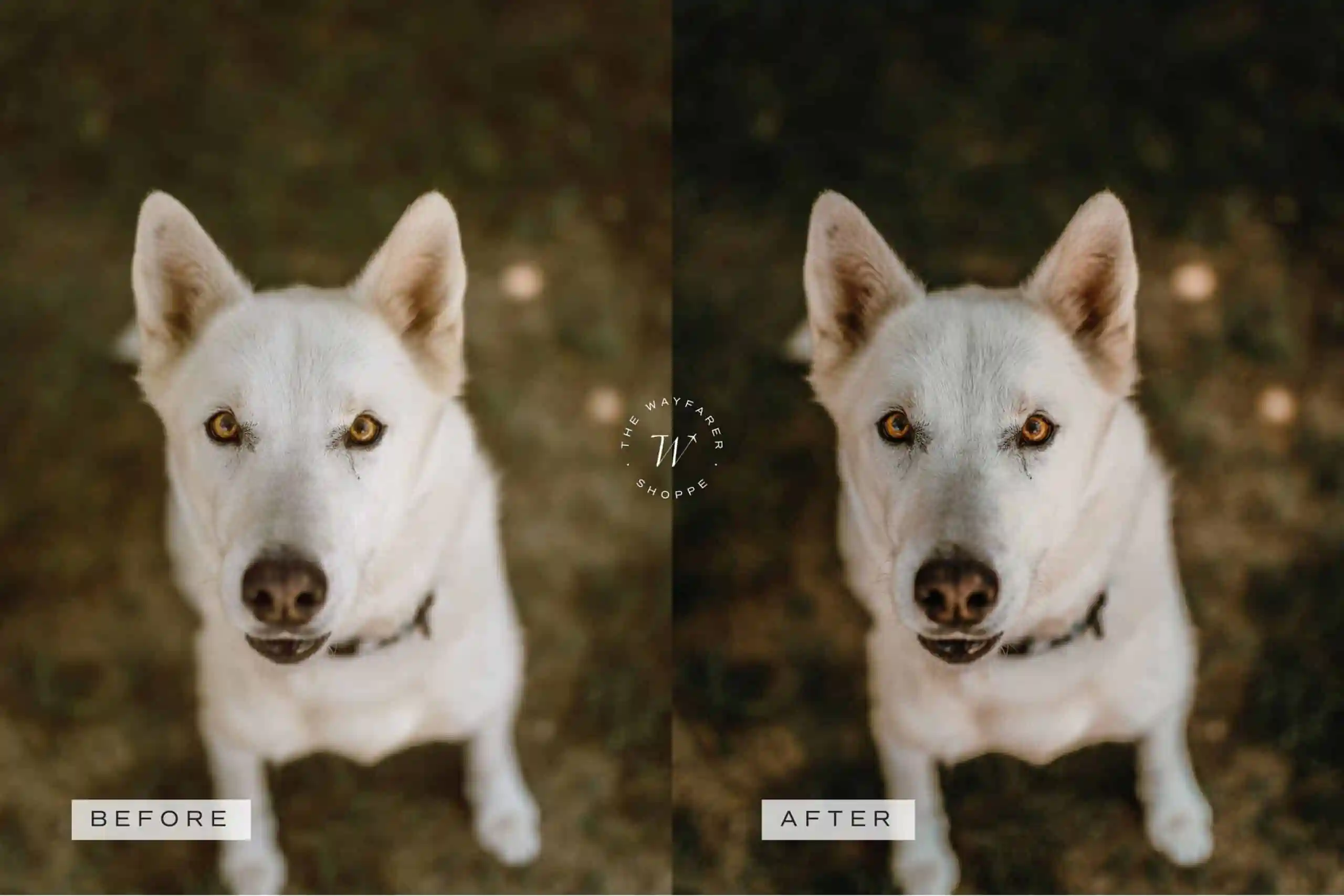 5 Woodlands Mobile Video Filters 13 5 Woodlands Mobile Video Filters - Image 13