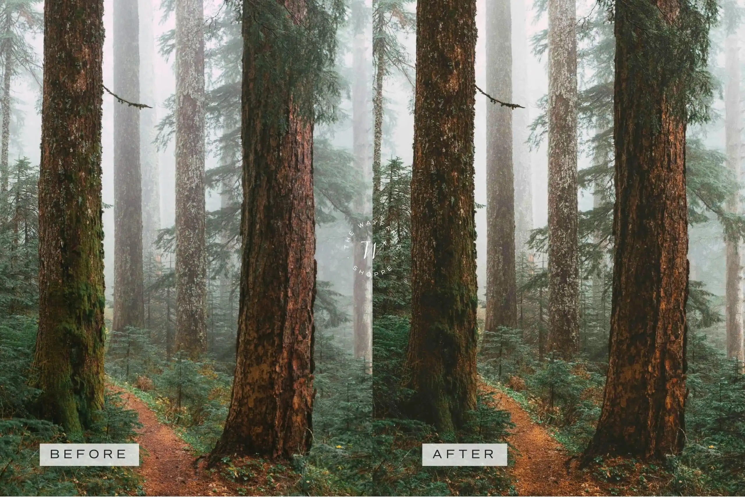 Forest Lightroom Presets + Video Filters Bundle - Image 14