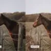 5 Rustic Lightroom Presets | Mobile + Desktop - Image 13
