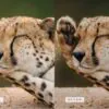 Safari Lightroom Presets + Video Filters Bundle - Image 14