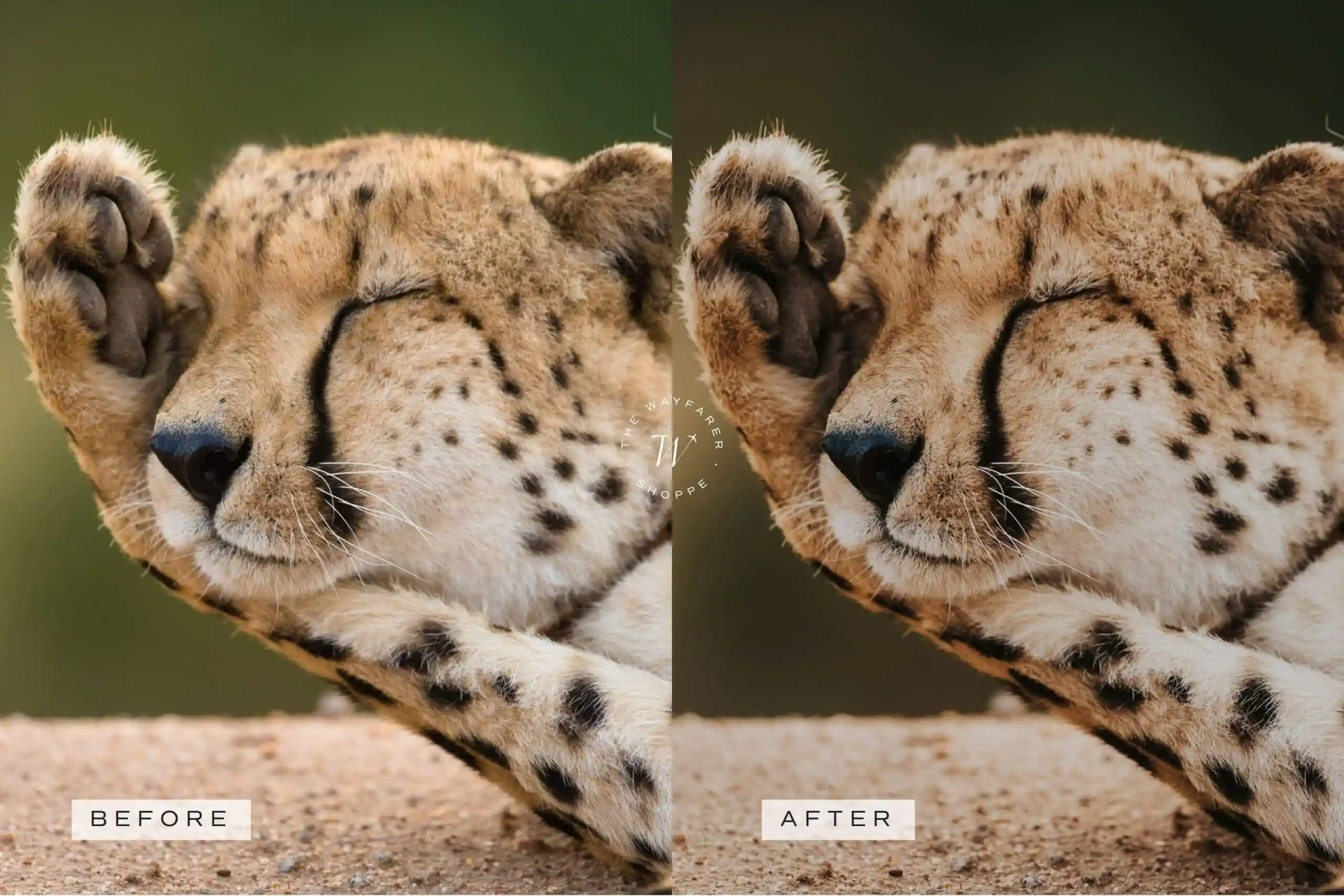 5 Safari Lightroom Presets | Mobile + Desktop 13 5 Safari Lightroom Presets | Mobile + Desktop - Image 13