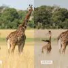 Safari Lightroom Presets + Video Filters Bundle - Image 15