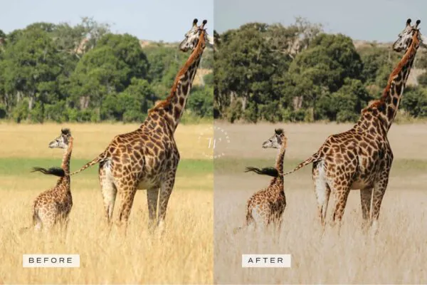 5 Safari Mobile Video Filters - Image 15
