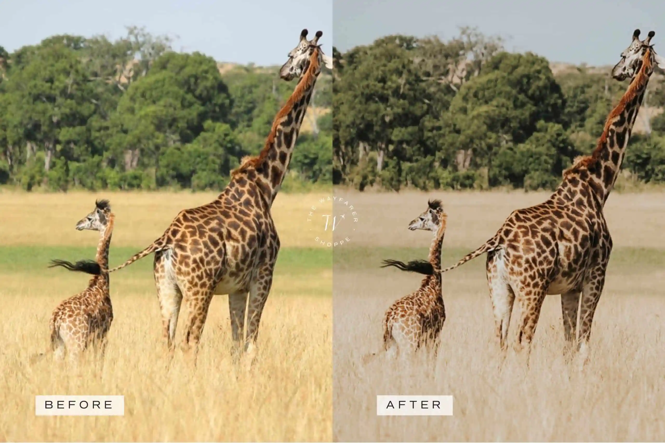 5 Safari Lightroom Presets | Mobile + Desktop 14 5 Safari Lightroom Presets | Mobile + Desktop - Image 14