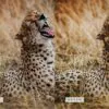 Safari Lightroom Presets + Video Filters Bundle - Image 16