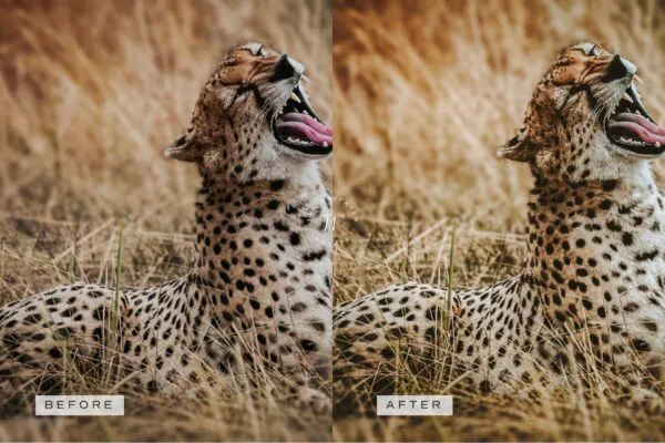 5 Safari Mobile Video Filters - Image 16