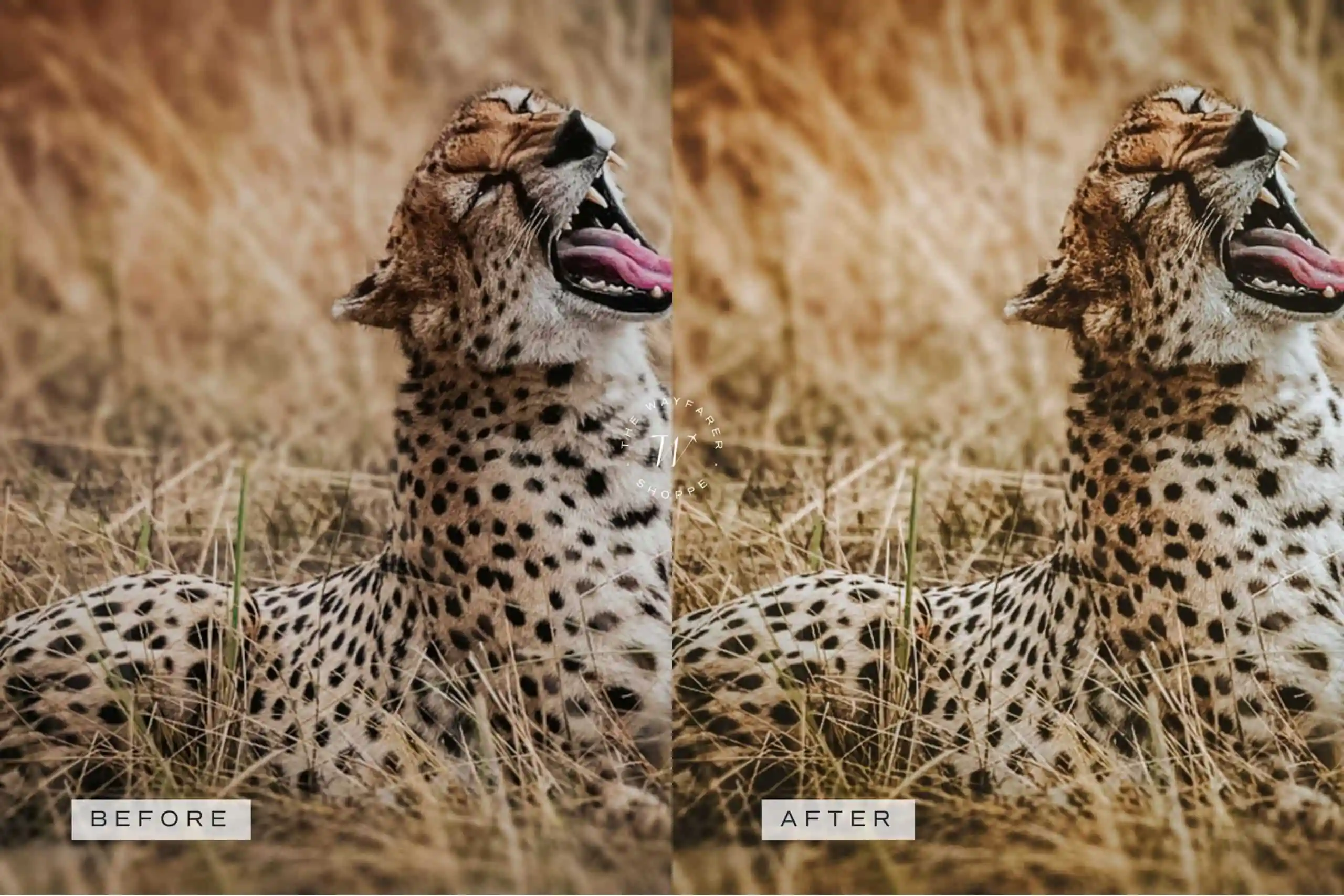 5 Safari Lightroom Presets | Mobile + Desktop 15 5 Safari Lightroom Presets | Mobile + Desktop - Image 15