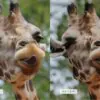 Safari Lightroom Presets + Video Filters Bundle - Image 17