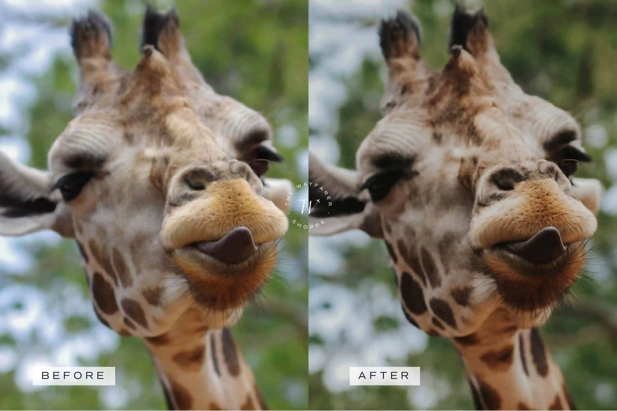 5 Safari Lightroom Presets | Mobile + Desktop 16 5 Safari Lightroom Presets | Mobile + Desktop - Image 16