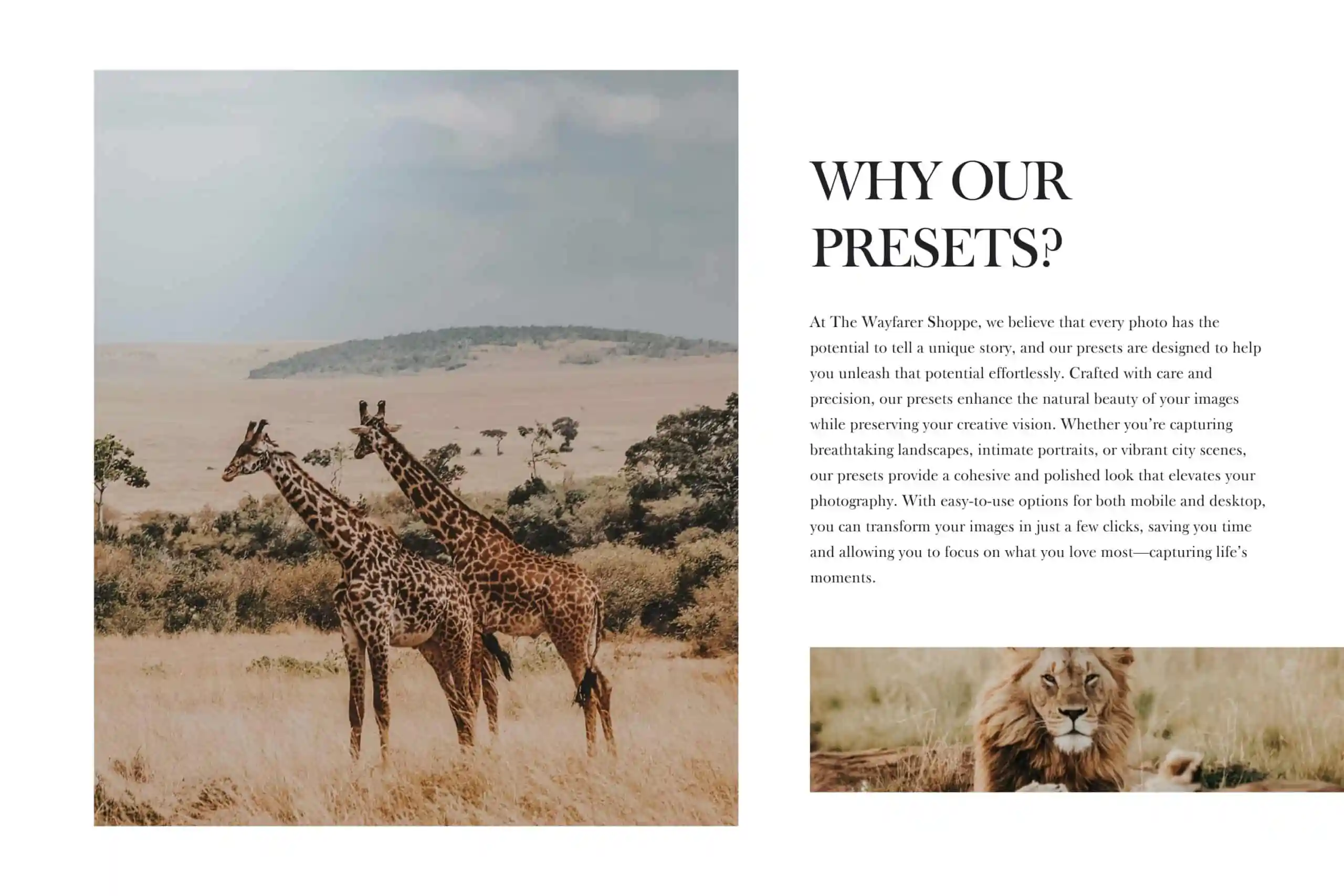 5 Safari Lightroom Presets | Mobile + Desktop 17 5 Safari Lightroom Presets | Mobile + Desktop - Image 17