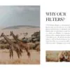 5 Safari Mobile Video Filters - Image 18