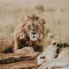 5 Safari Mobile Video Filters