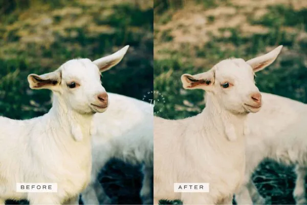 Cottagecore Lightroom Presets + Video Filters Bundle - Image 7