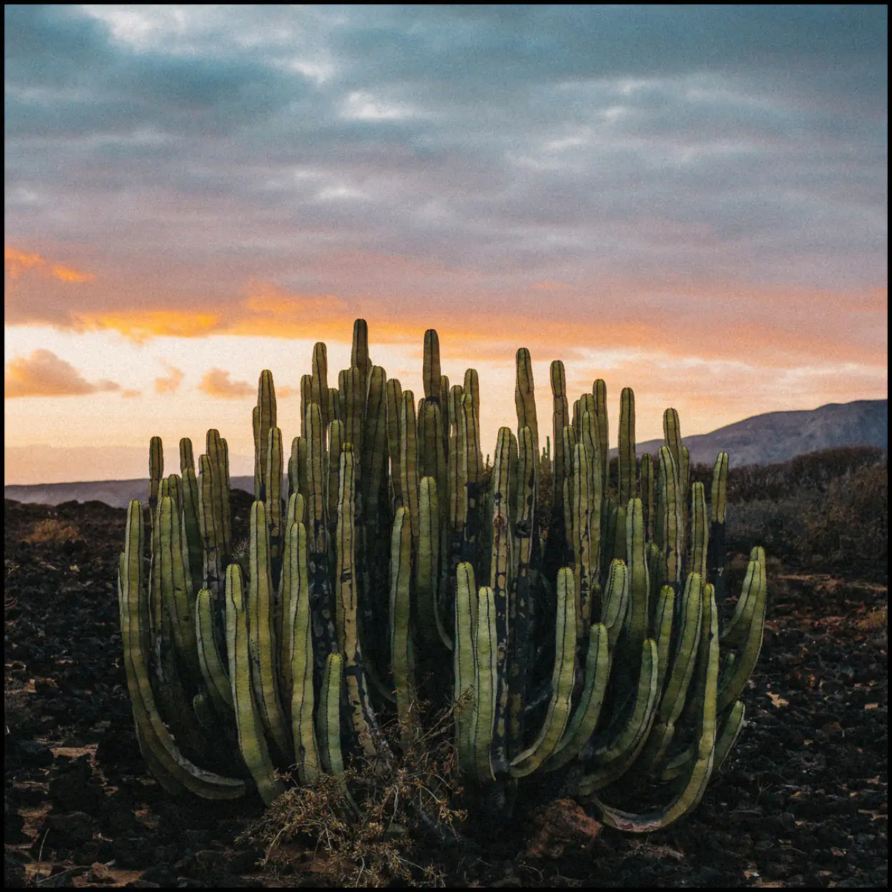 Film Preset Bundle - Image 27