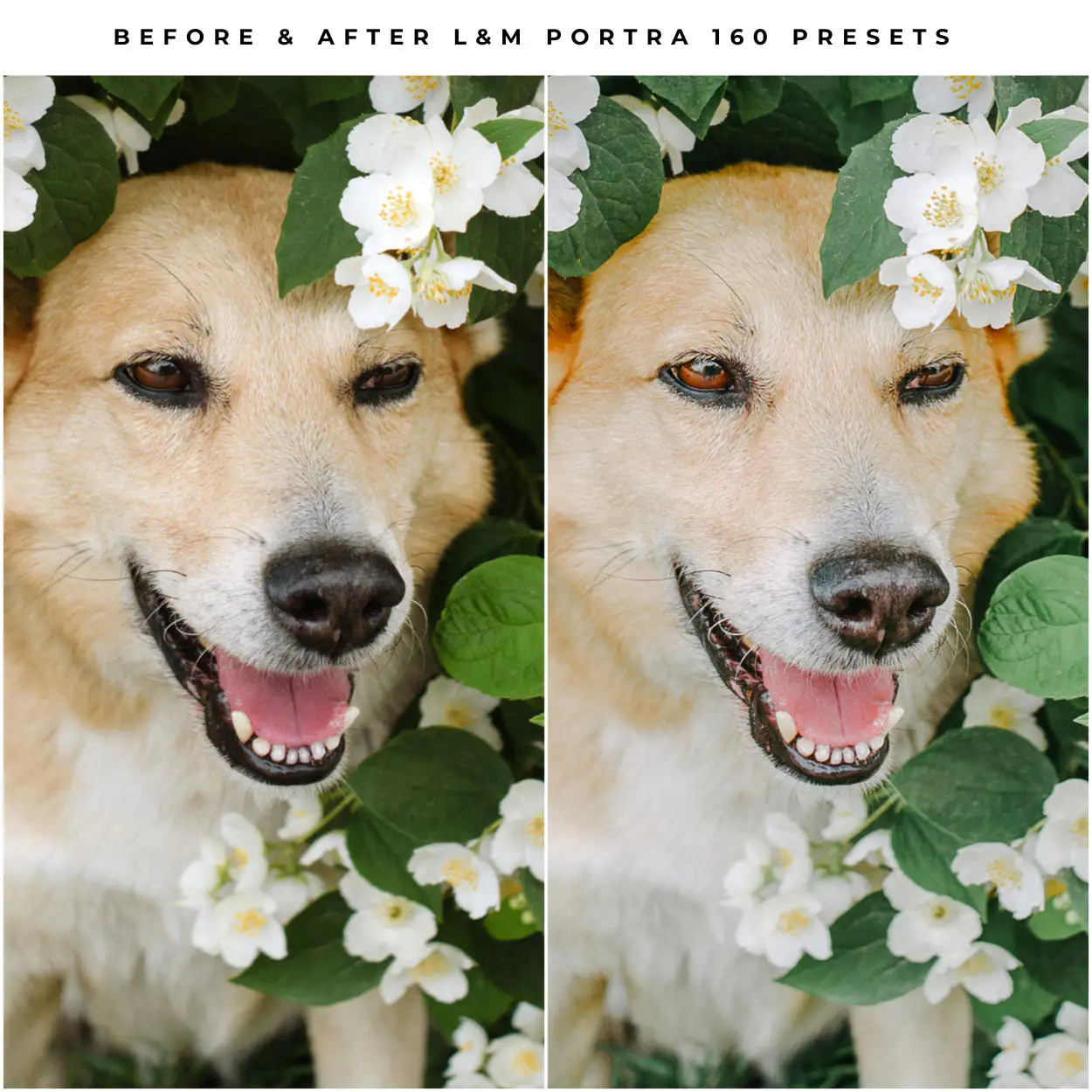 Kodak Portra 160 Film Preset Collection - Image 16