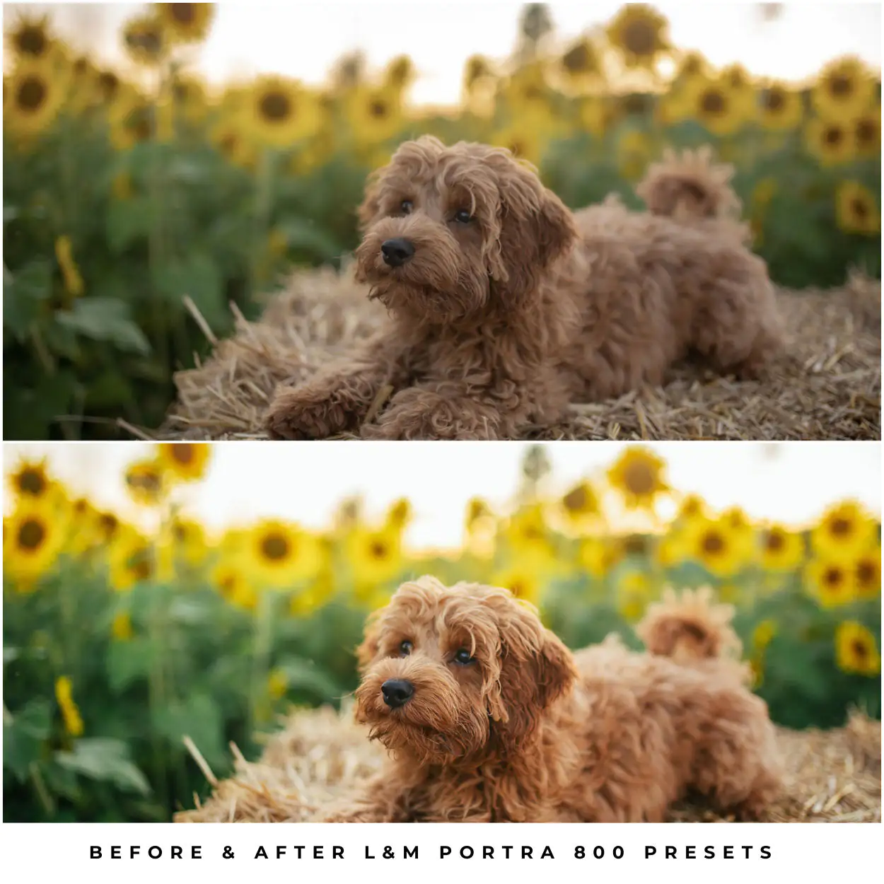 Kodak Portra 800 Film Preset Collection - Image 16